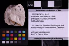 Foto (Objekt + Etiketten) von Galatheites zitteli (Moericke, 1889) (NHMW-GEO-1990-0041-0471)